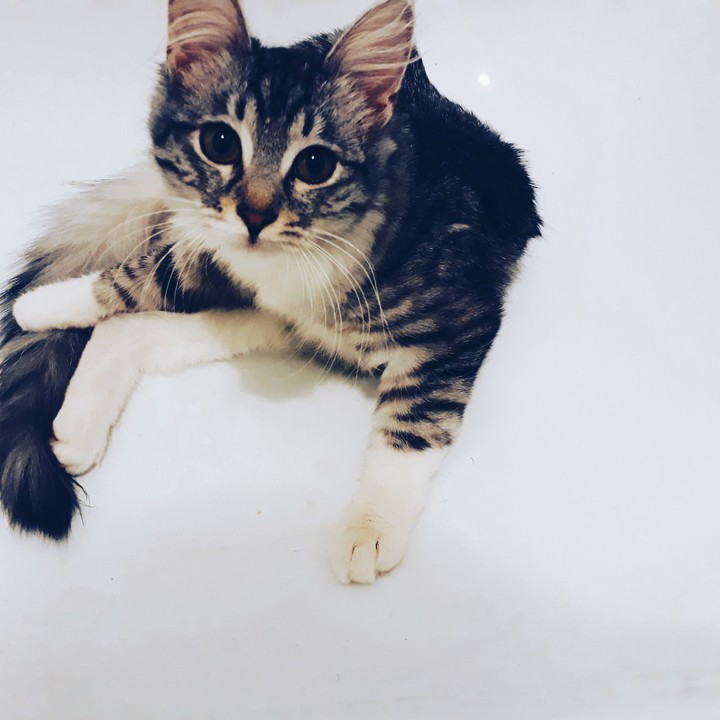 KITTY!!!