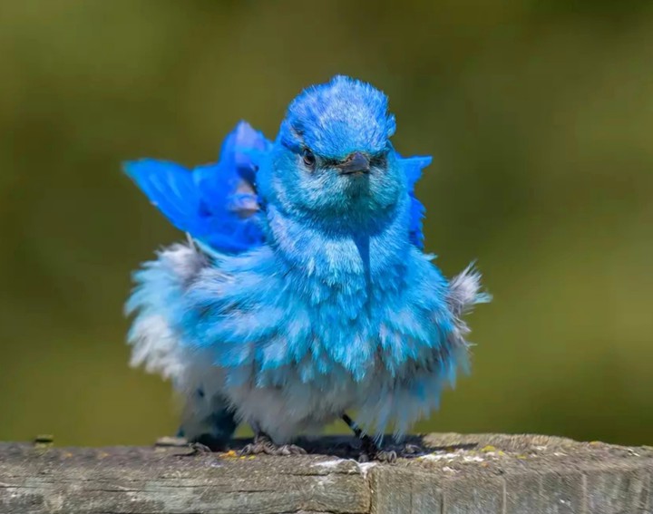 Blue Bird