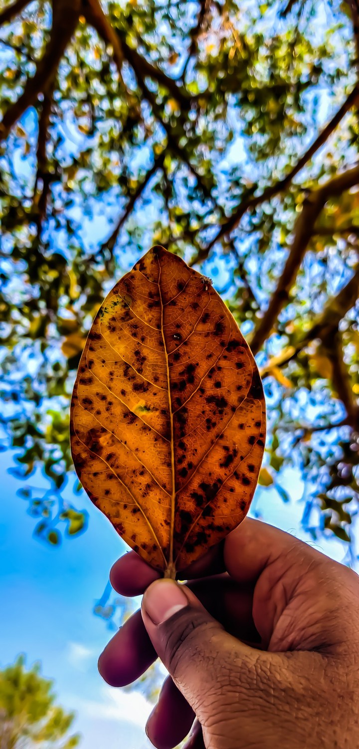 Leaf