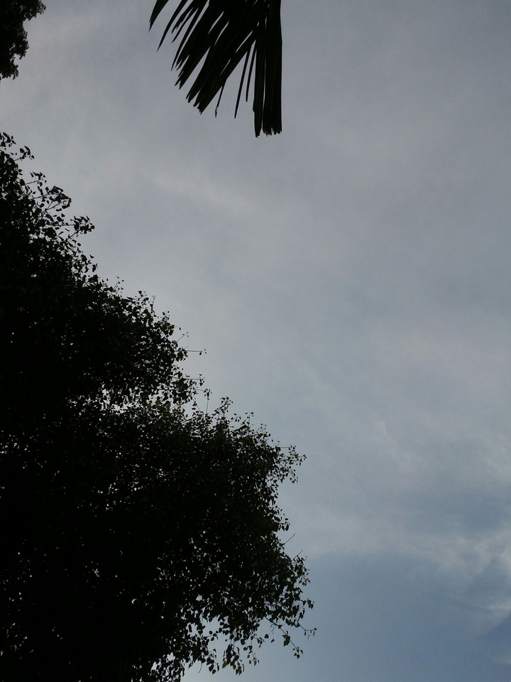Tree and clouds