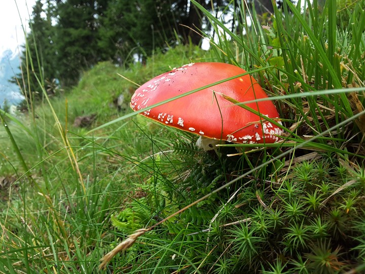 The mushroom