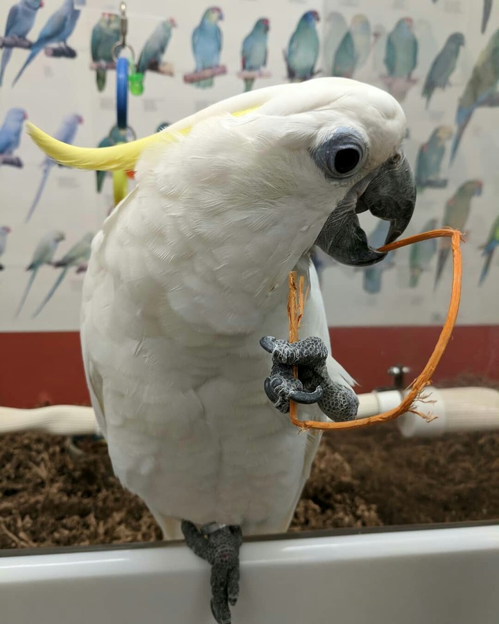 Catatua 