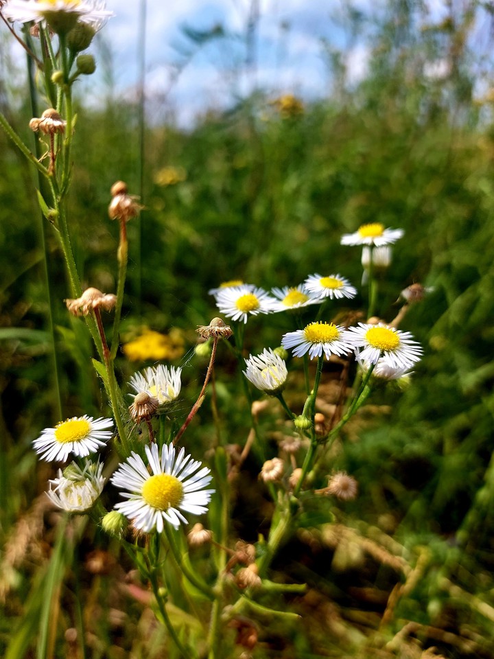 nature
