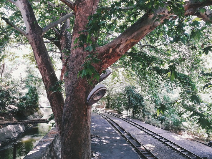 tree
