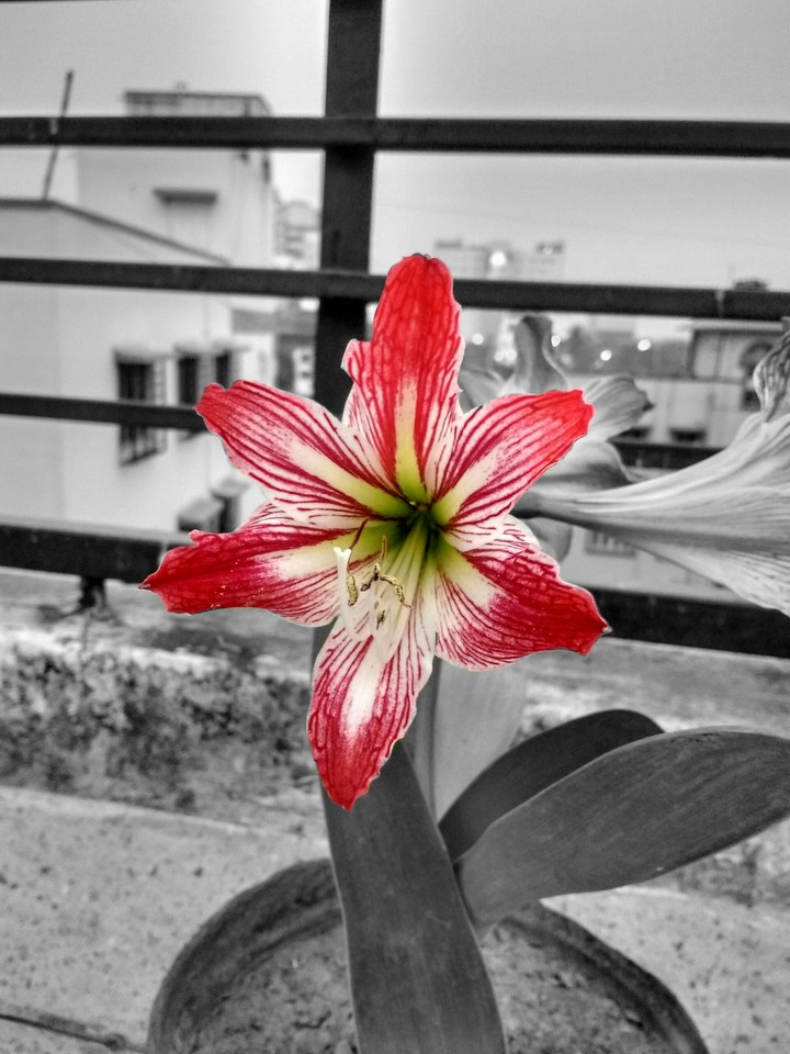 the Gorgeous Red..