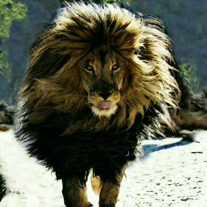 big pet