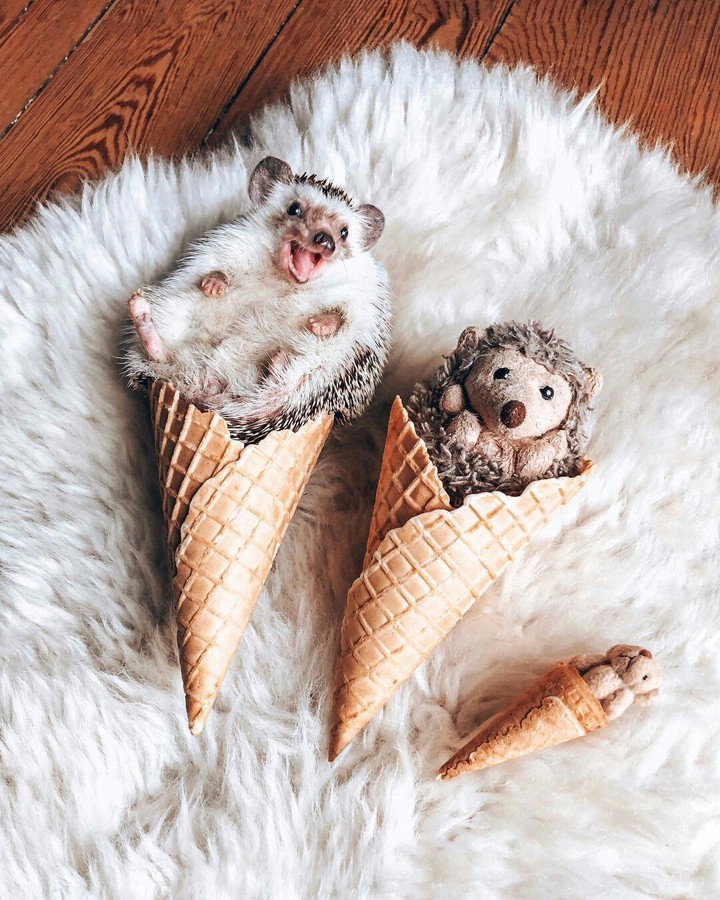 cute ... cute ... cute ...