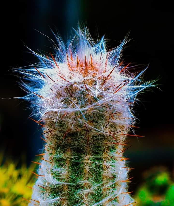 cactus