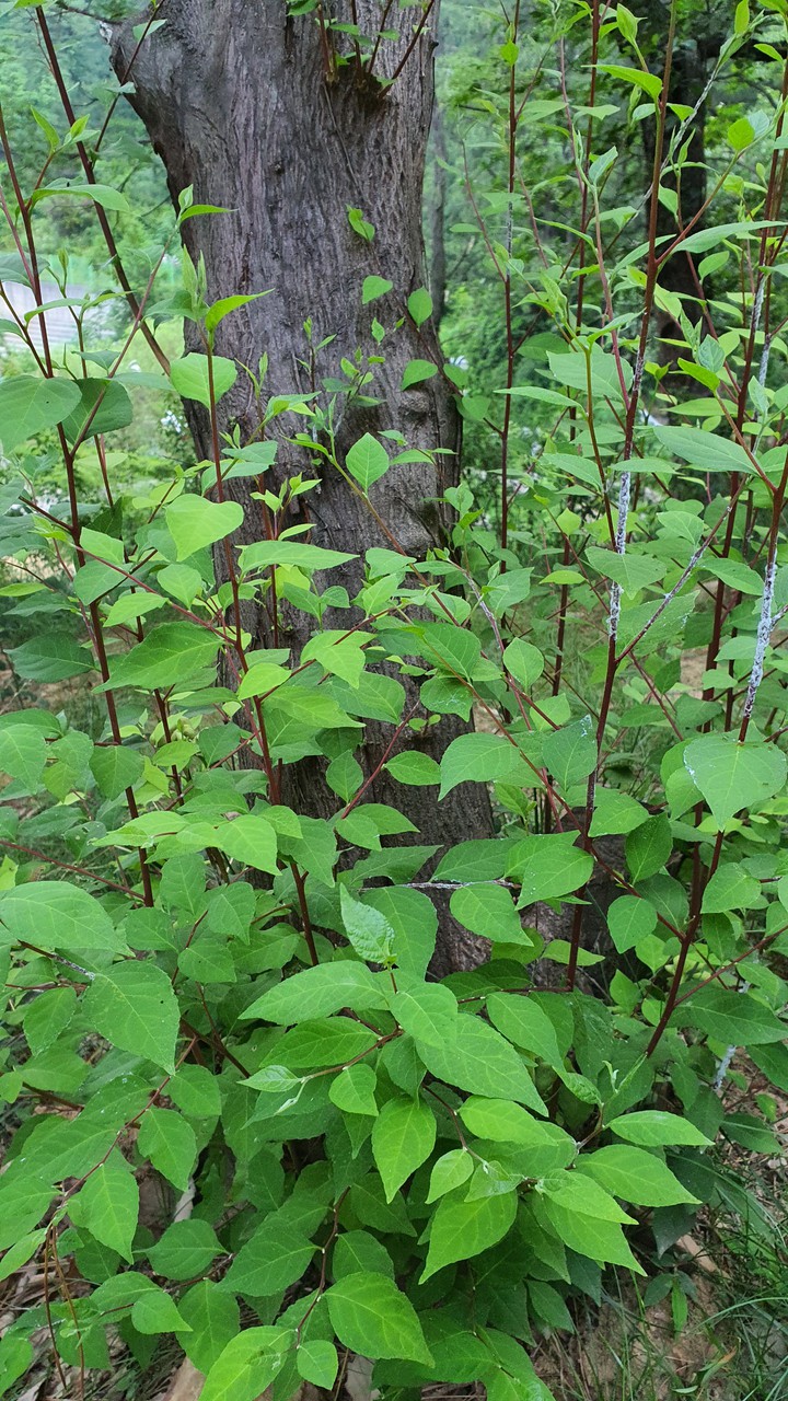 숲(forest)