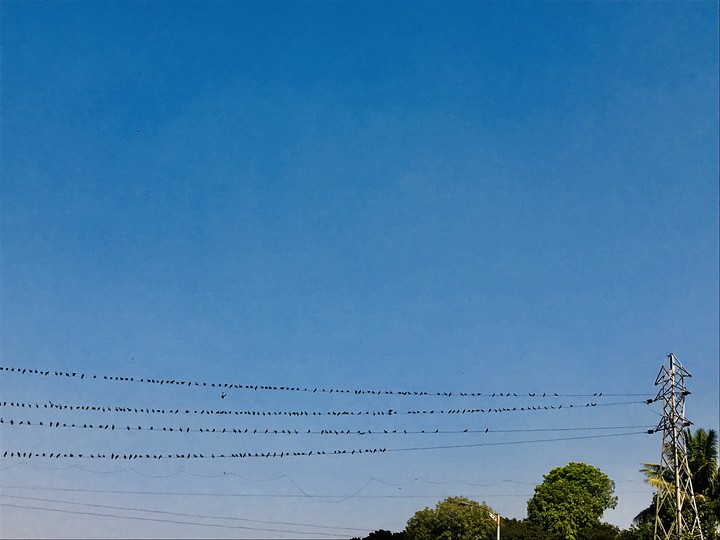 Flying birds in blue sky