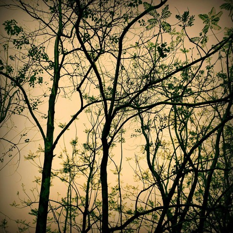 Evening light