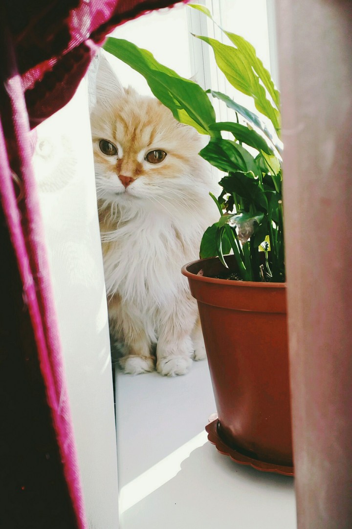 My lovely cat