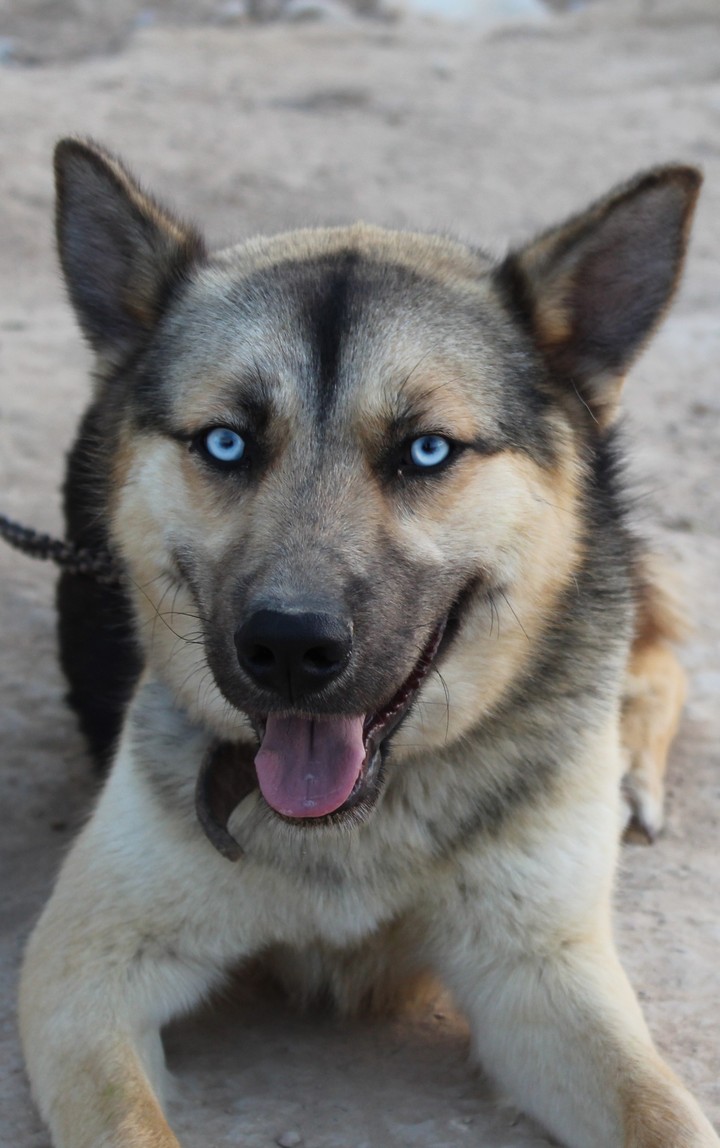 Dog