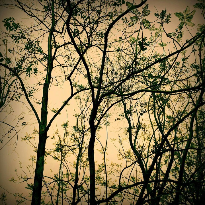 Evening light