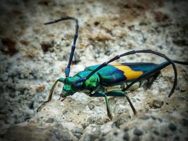 beautiful insect