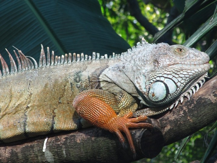 iguana
