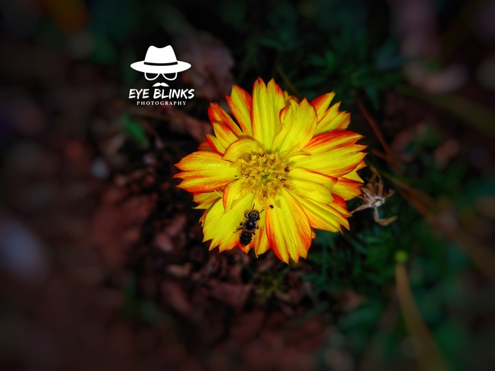 bee with flower