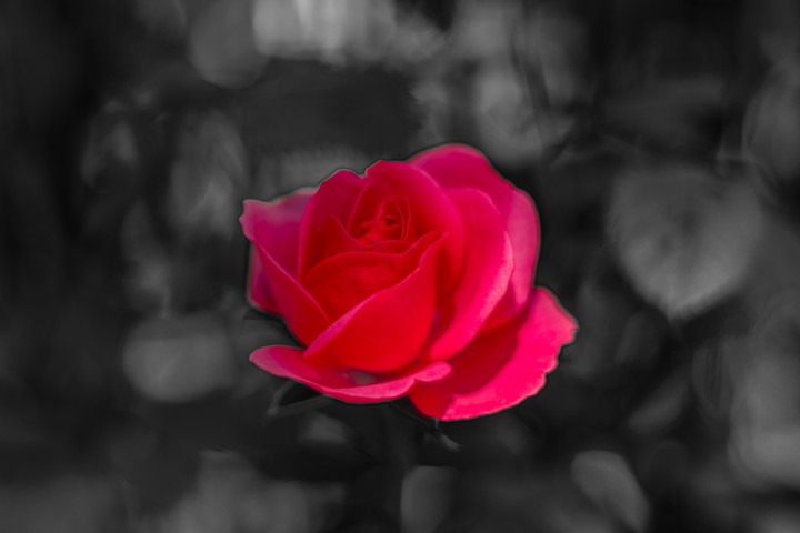 a rose b&w