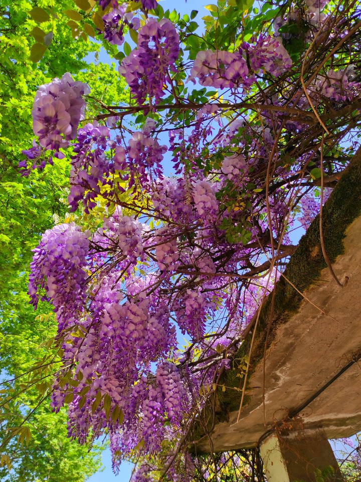 beautiful spring