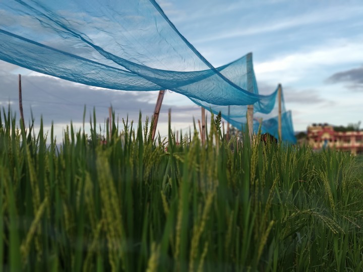 rice field