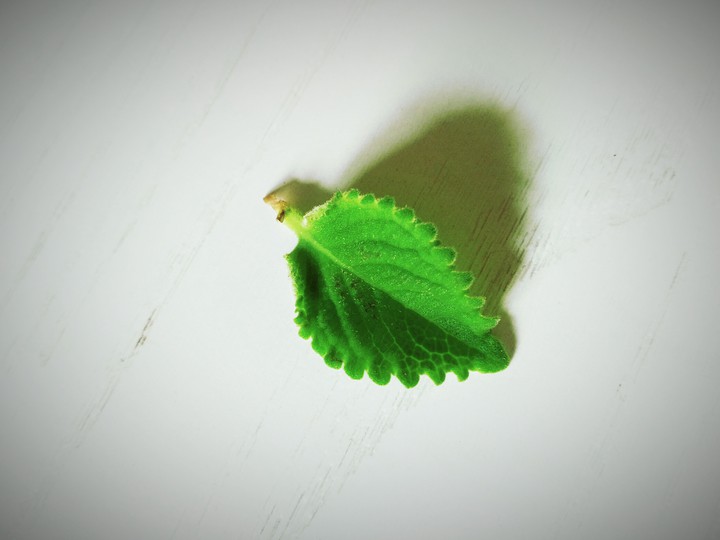Leaf