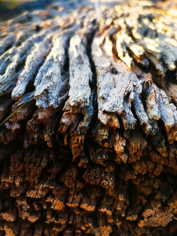 Raw wood
