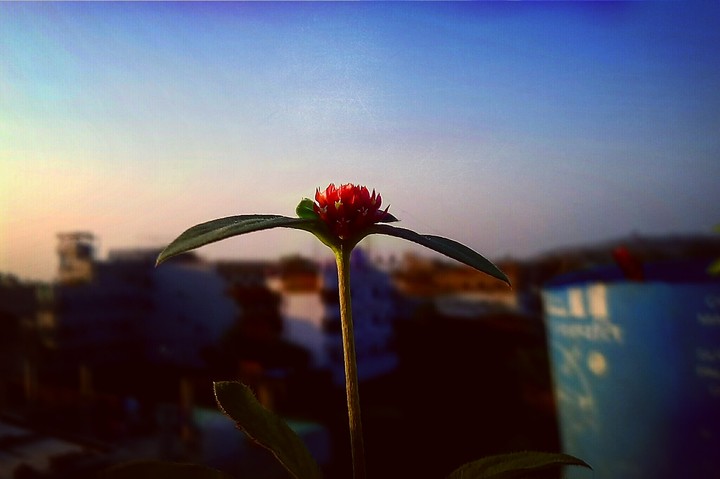 A little flower