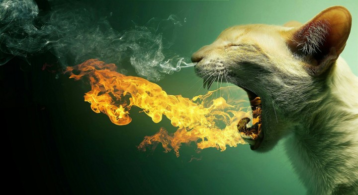 Cat Breathing Fire