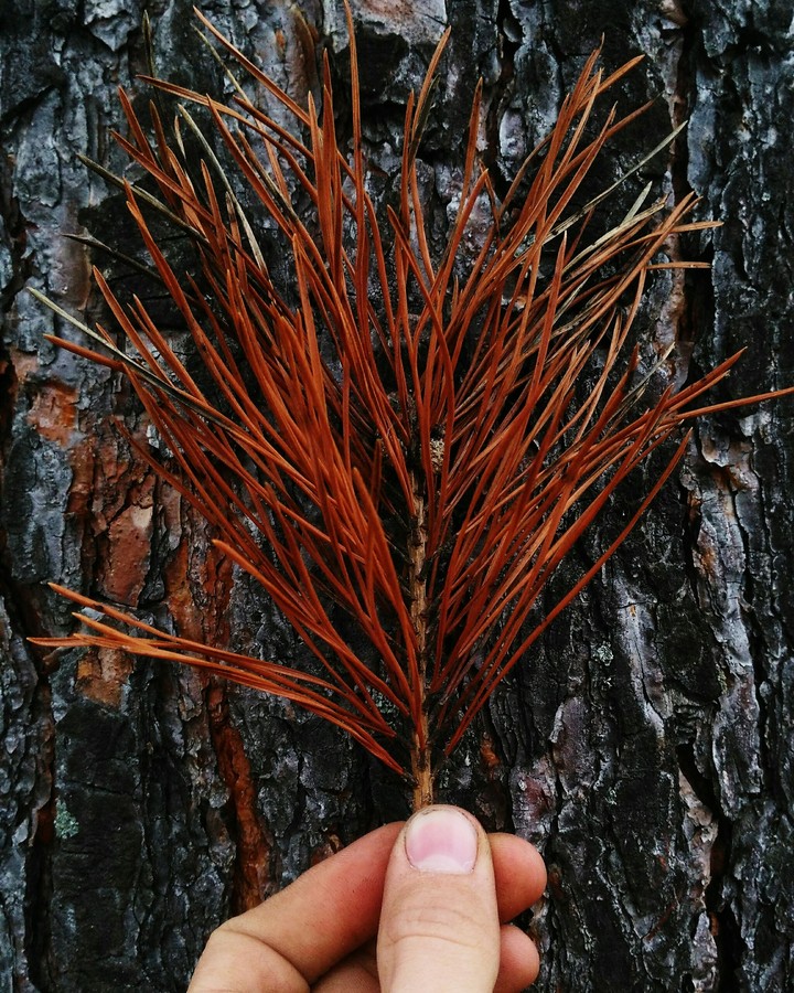 Needles