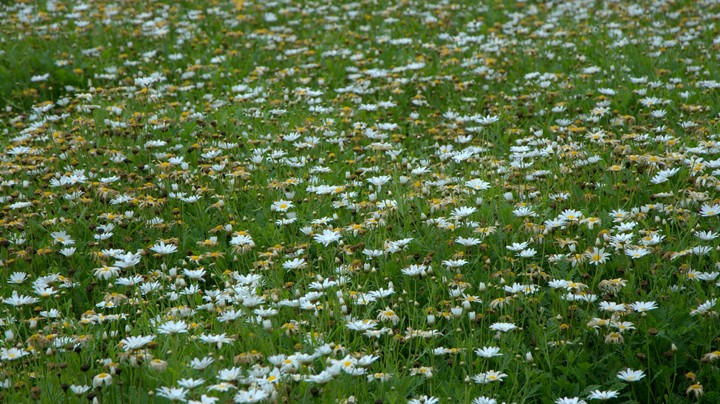 flower chamomile