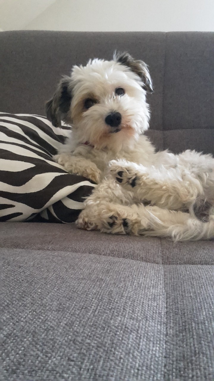 my cute dog