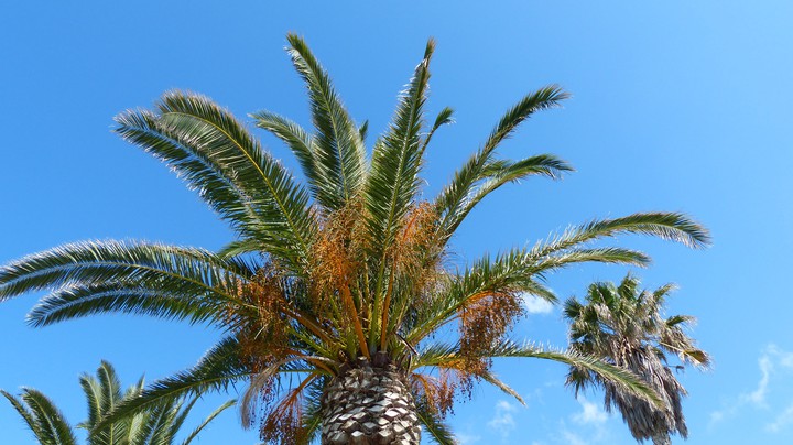 KOS 2014