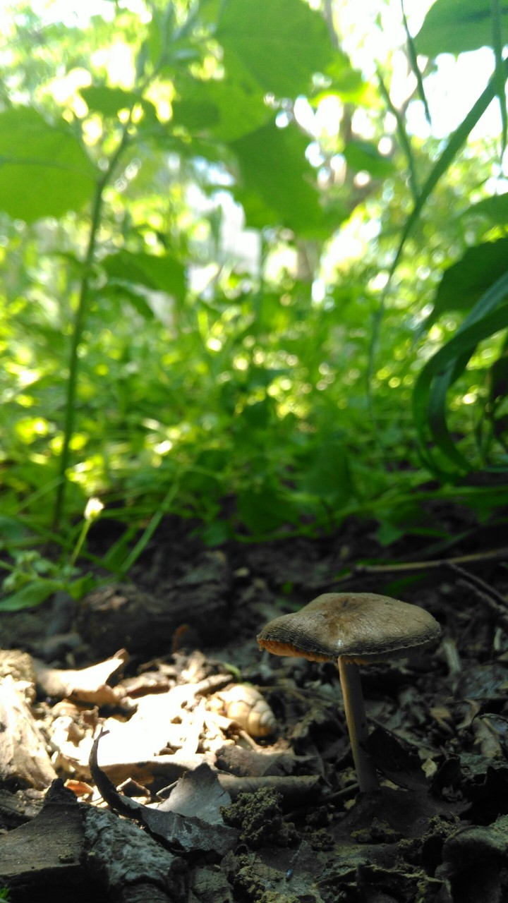 Mushroom