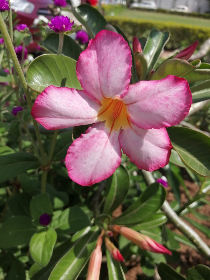 Flower ?