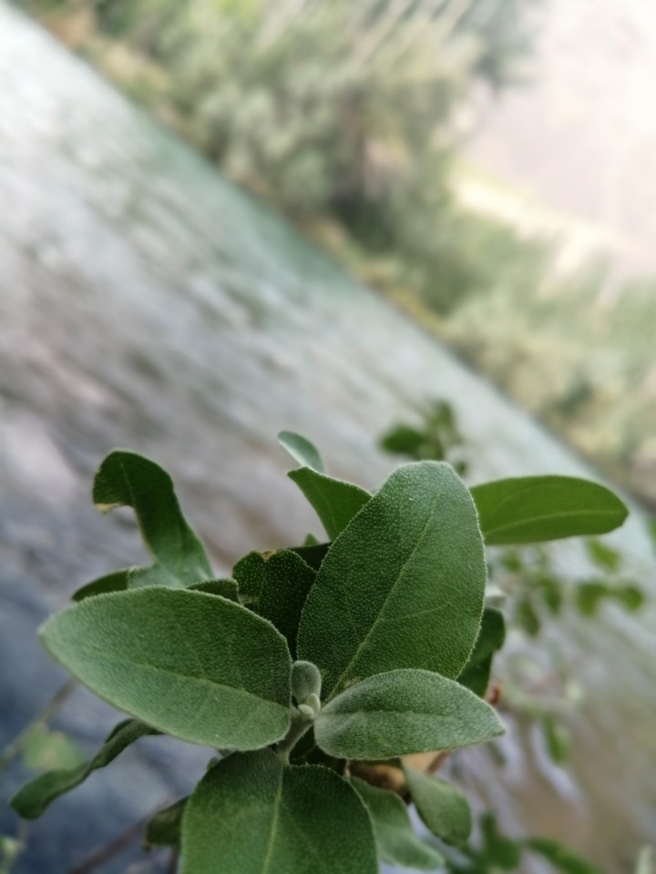 leaves