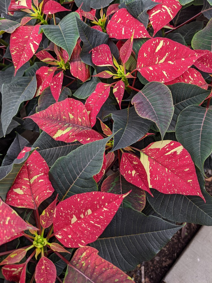 Variegated Poinsettia 2
