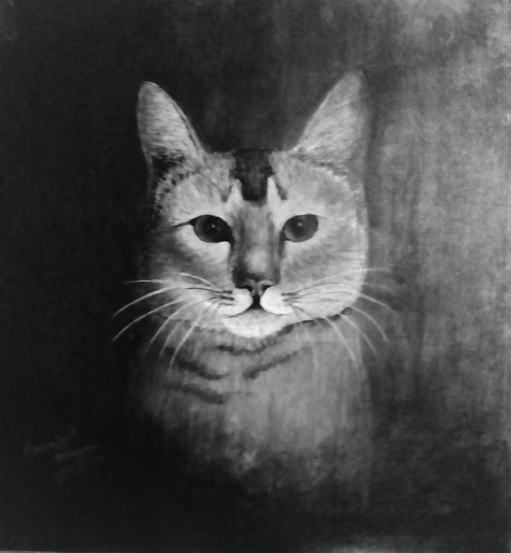 cat