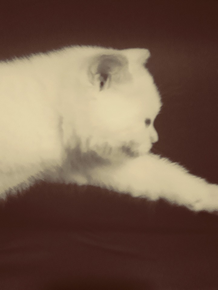 Katze