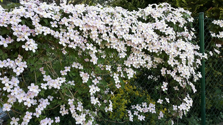 Blüten
