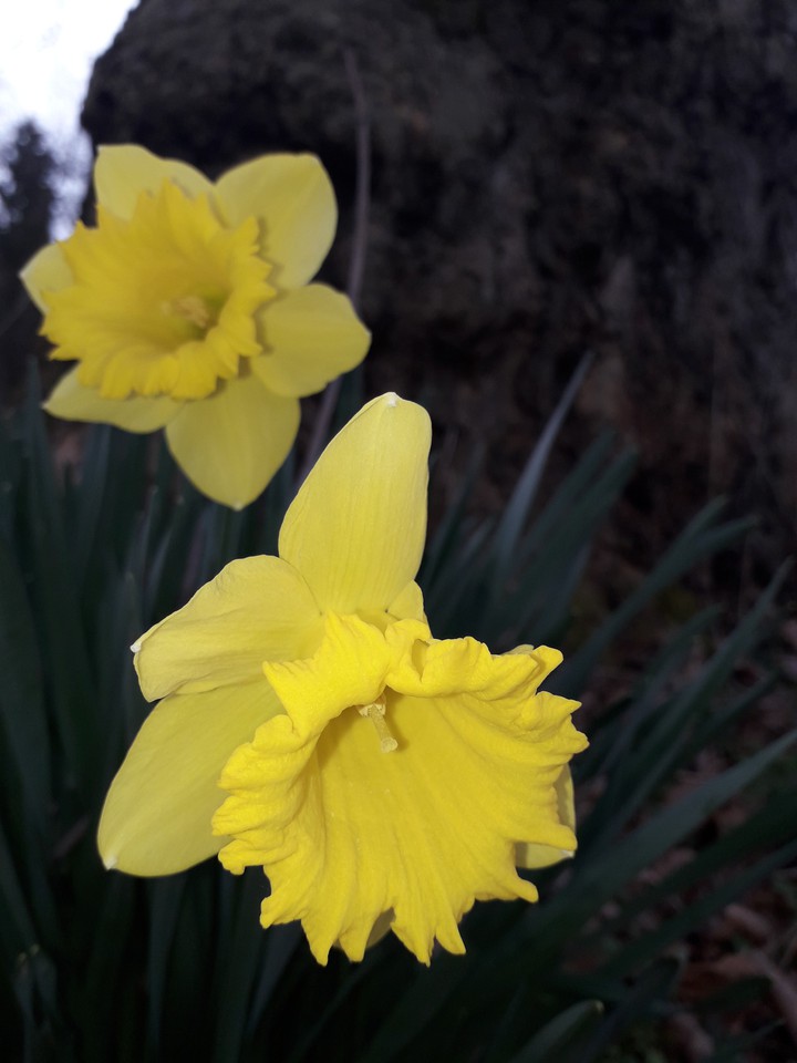 spring