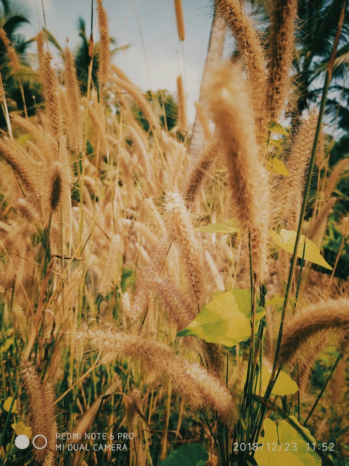 nature