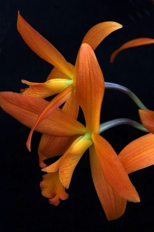 orquídea