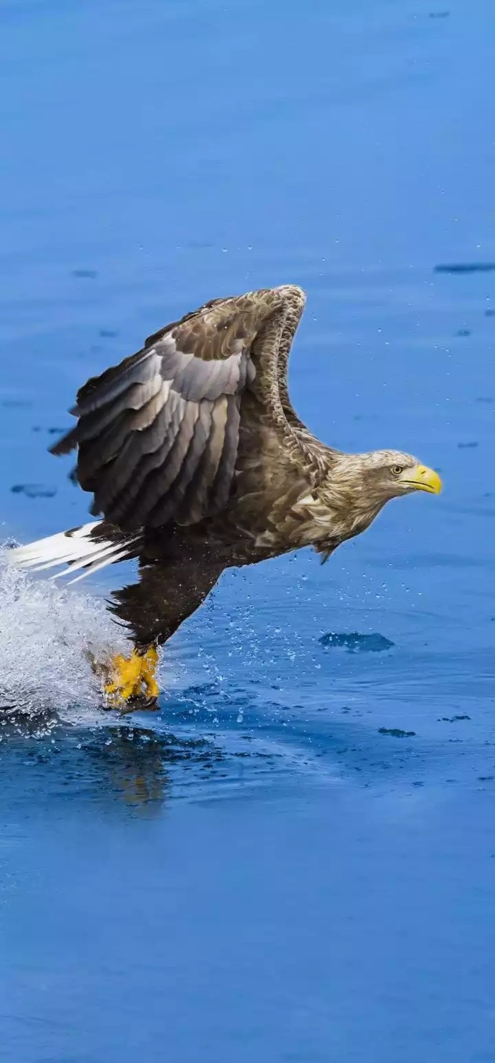 eagle