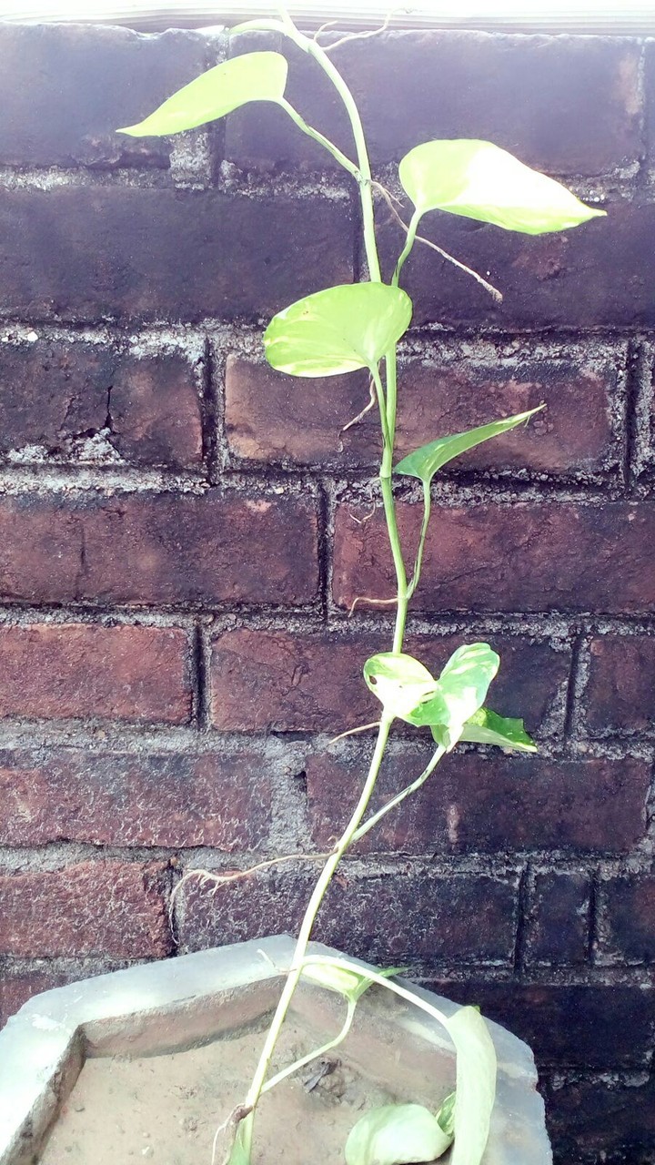 Money plant