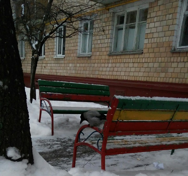 Ворона