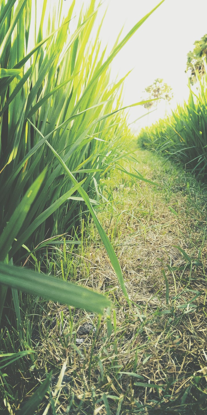 pic by me...??