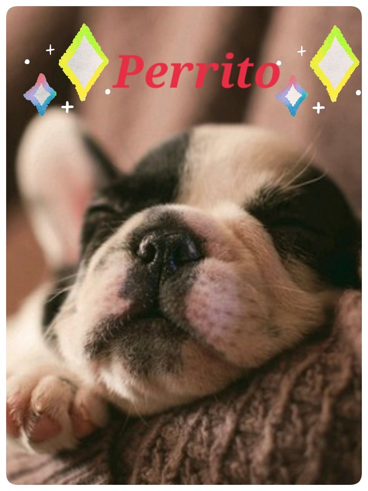 perrito