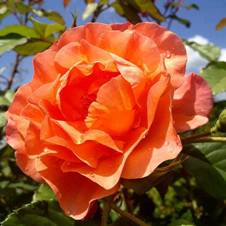 Rose from my garden