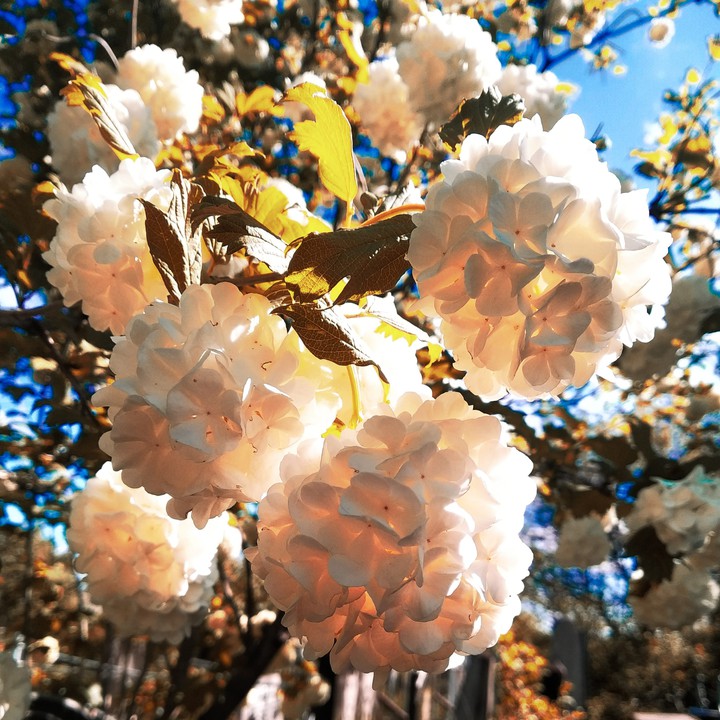 flower