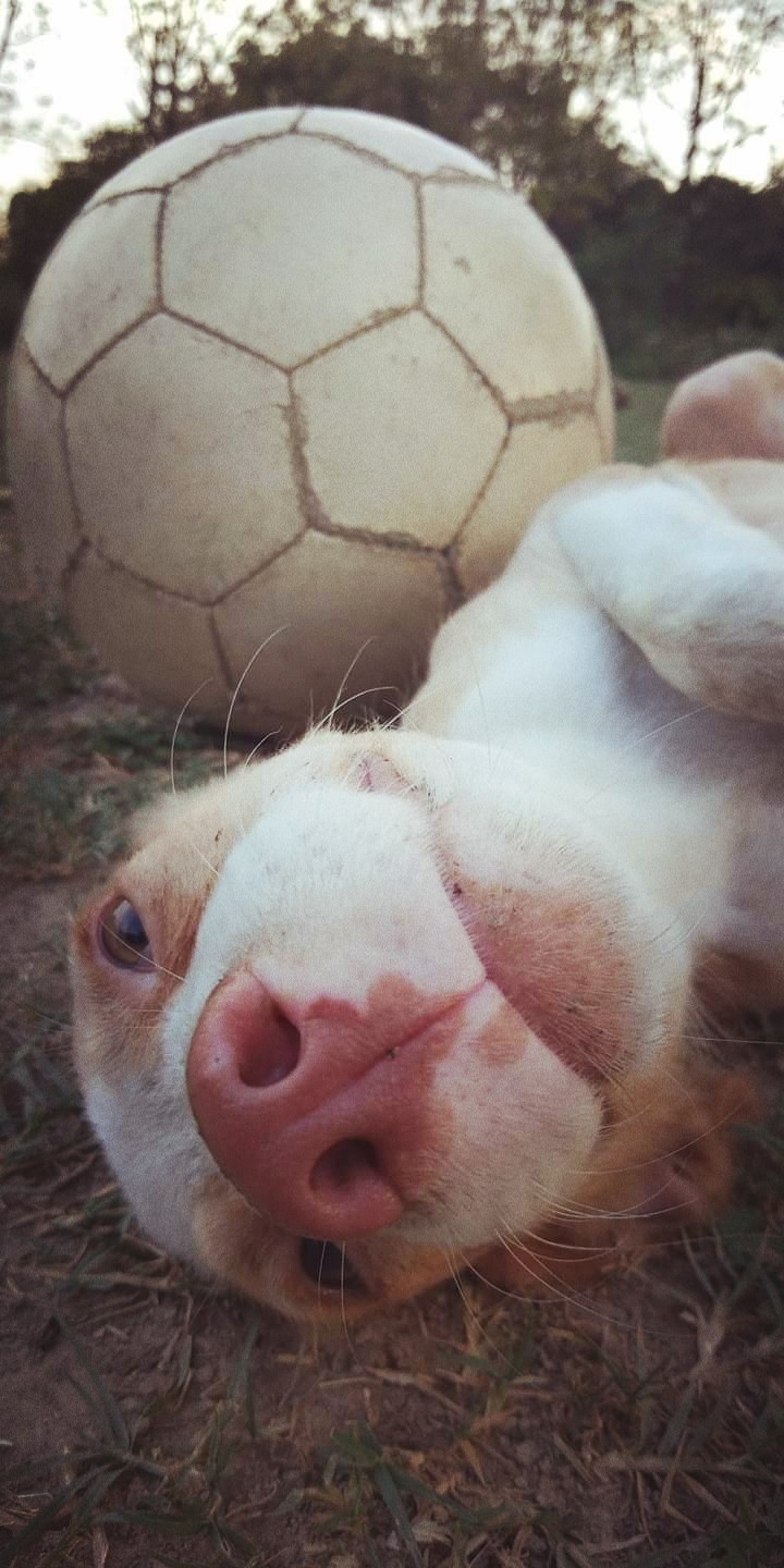 puppy wit football